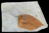 Large Fossil Hackberry Leaf - Montana #56669-1
